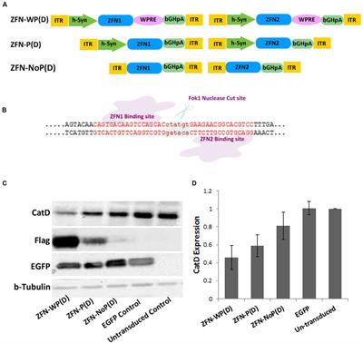 Long-Term Assessment of AAV-Mediated Zinc Finger Nuclease Expression in the Mouse Brain